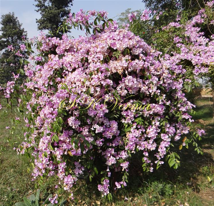  Plant